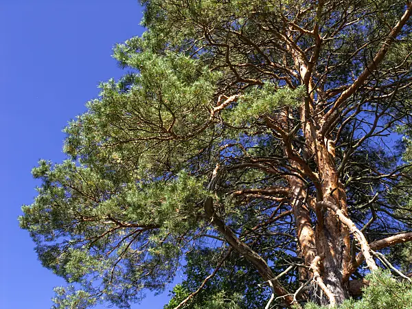428358 - Scots pine (Pinus sylvestris)