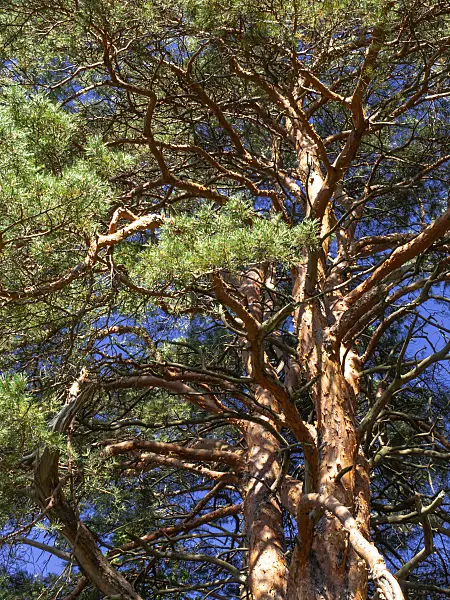 428359 - Scots pine (Pinus sylvestris)