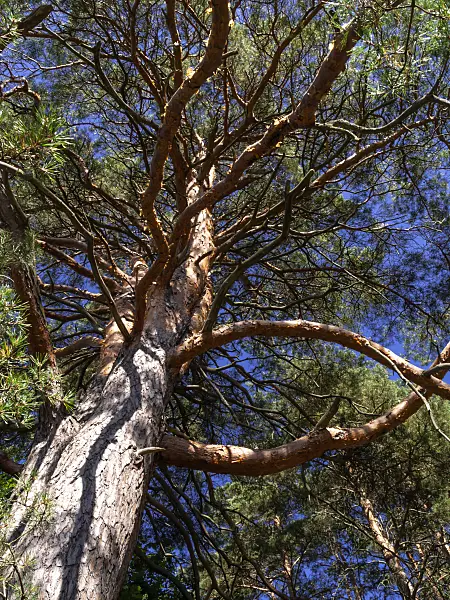 428360 - Scots pine (Pinus sylvestris)