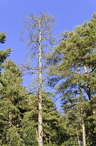 500234 - Scots pine (Pinus sylvestris)
