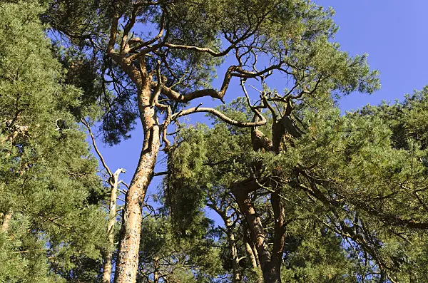 500235 - Scots pine (Pinus sylvestris)