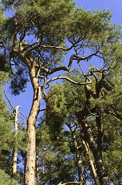 500236 - Scots pine (Pinus sylvestris)