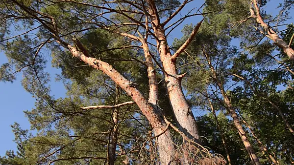 500245 - Scots pine (Pinus sylvestris)