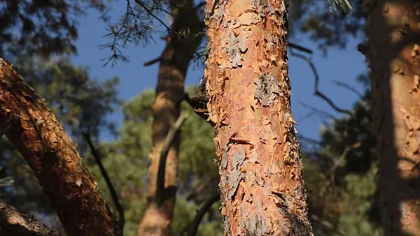 500246 - Scots pine (Pinus sylvestris)