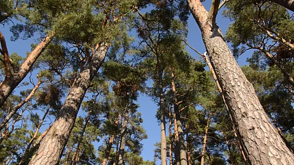 500247 - Scots pine (Pinus sylvestris)
