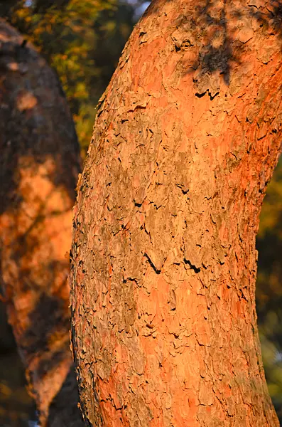 526040 - Scots pine (Pinus sylvestris)