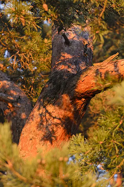 526041 - Scots pine (Pinus sylvestris)