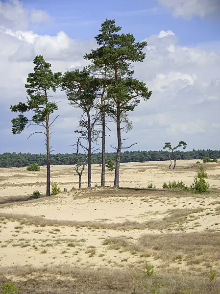 575194 - Scots pine (Pinus sylvestris)