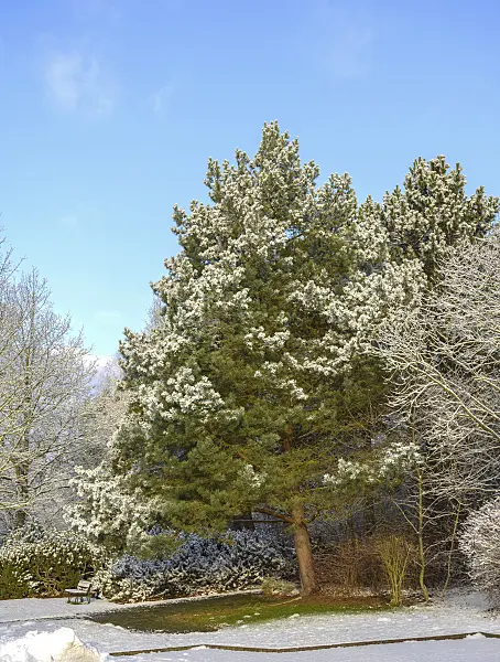 575196 - Scots pine (Pinus sylvestris)