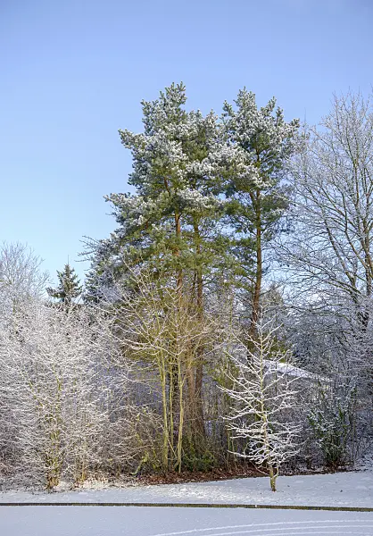 575197 - Scots pine (Pinus sylvestris)