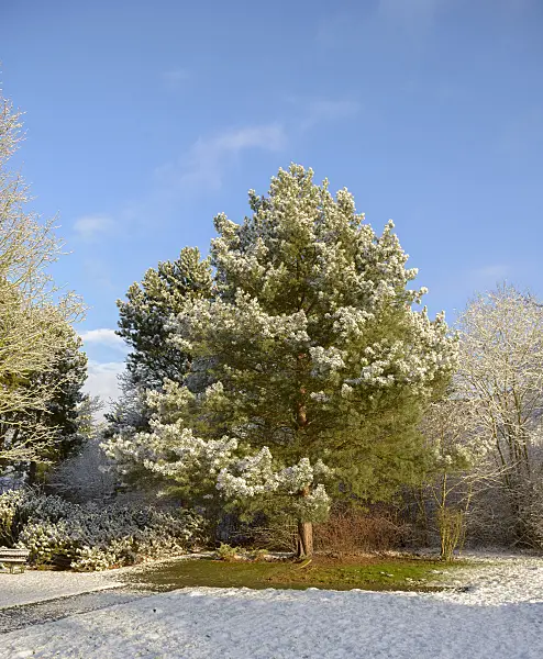 575198 - Scots pine (Pinus sylvestris)