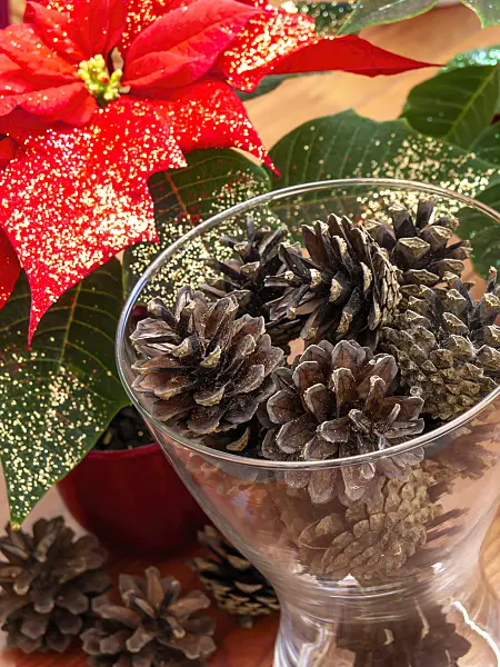 444034 - Scots pine (Pinus sylvestris) and christmas star (Euphorbia pulcherrima)