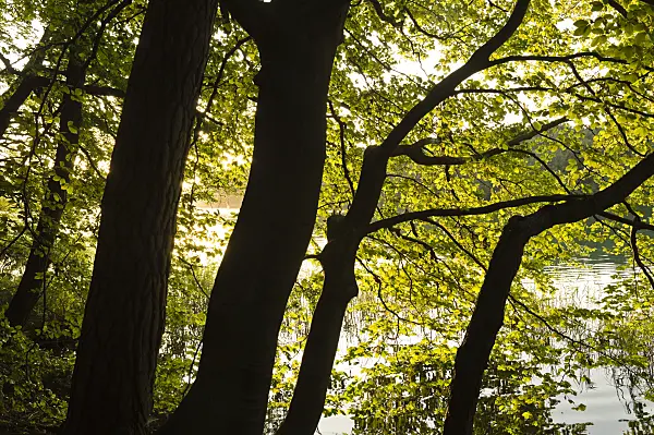 512050 - Scots pine (Pinus sylvestris) and common beech (Fagus sylvatica) at Lake Liepnitzsee, Brandenburg, Germany