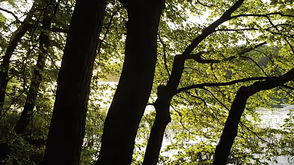 512060 - Scots pine (Pinus sylvestris) and common beech (Fagus sylvatica) at Lake Liepnitzsee, Brandenburg, Germany