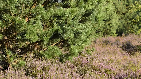 511346 - Scots pine (Pinus sylvestris) and common heather (Calluna vulgaris)