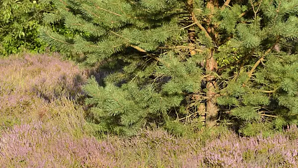 511348 - Scots pine (Pinus sylvestris) and common heather (Calluna vulgaris)