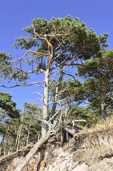 534307 - Scots pine (Pinus sylvestris) at the Darss western shore, Vorpommersche Boddenlandschaft National Park, Germany