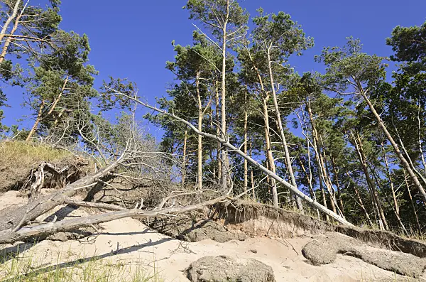 534310 - Scots pine (Pinus sylvestris) at the Darss western shore, Vorpommersche Boddenlandschaft National Park, Germany