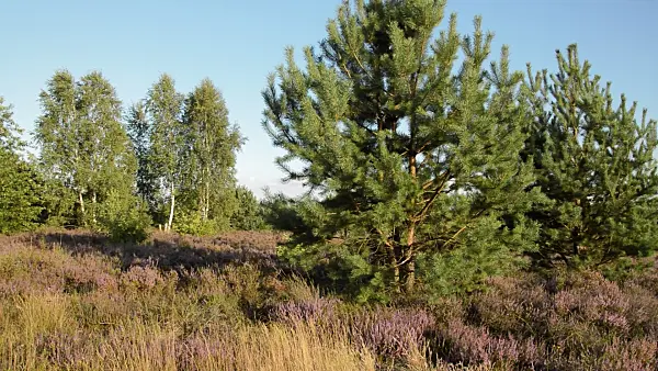 511350 - Scots pine (Pinus sylvestris), common heather (Calluna vulgaris) and birches (Betula), Schönower Heide Nature Reserve, Germany