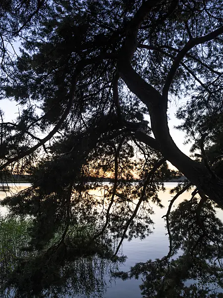 428372 - Scots pine (Pinus sylvestris), Müritz National Park, Germany