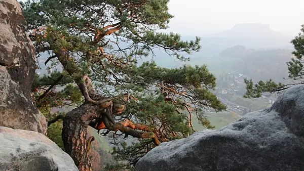 502014 - Scots pine (Pinus sylvestris) on Bastei Mountain with Lilienstein Mountain in the background, Saxon Switzerland National Park, Germany