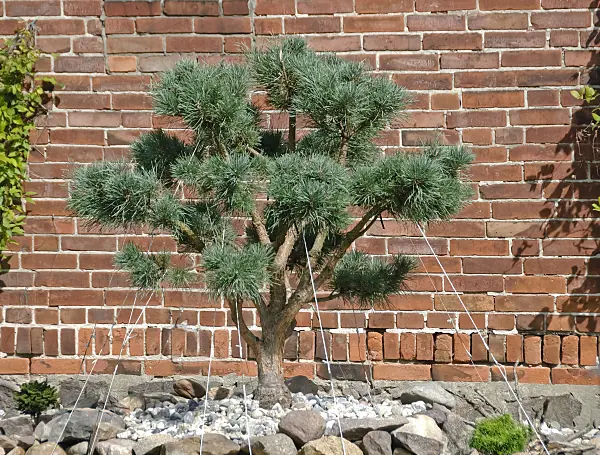 490112 - Scots pine (Pinus sylvestris 'Watereri')