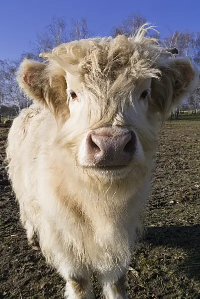 529238 - Scottish Highland cattle (Bos taurus)