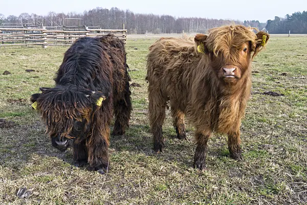 530025 - Scottish Highland cattle (Bos taurus)