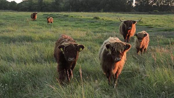 512021 - Scottish Highland cattle (Bos taurus), Lietzengrabenniederung Nature Reserve, Berlin, Germany