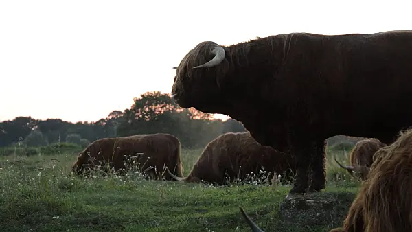 512023 - Scottish Highland cattle (Bos taurus), Lietzengrabenniederung Nature Reserve, Berlin, Germany