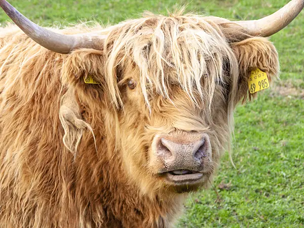 525233 - Scottish Highland cattle (Bos taurus) with marked ears looks interested into the camera