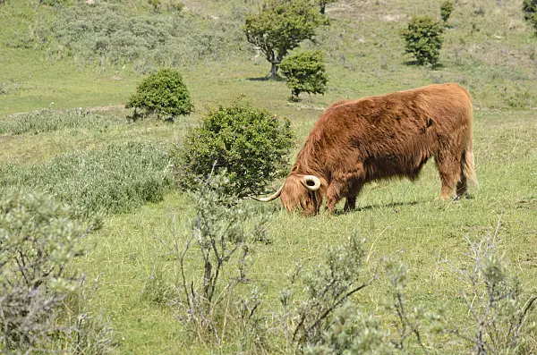 533580 - Scottish Highland cattle (Bos taurus), Zuid-Kennemerland National Park, Netherlands