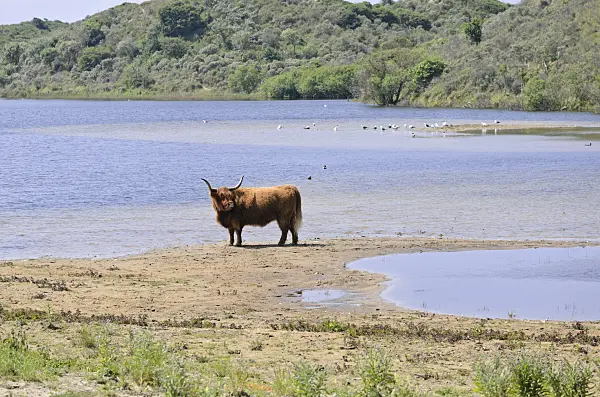 533581 - Scottish Highland cattle (Bos taurus), Zuid-Kennemerland National Park, Netherlands