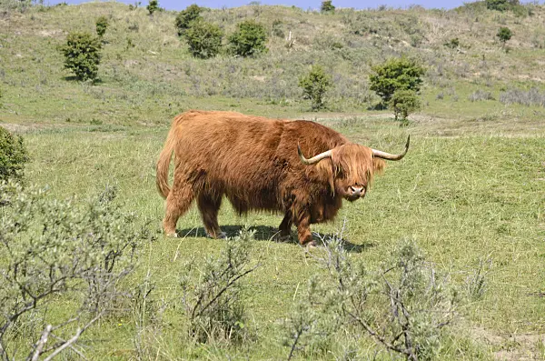 533583 - Scottish Highland cattle (Bos taurus), Zuid-Kennemerland National Park, Netherlands