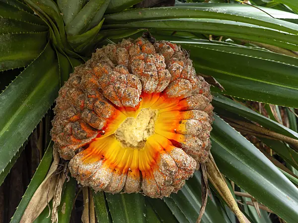 434080 - Screw pine (Pandanus)