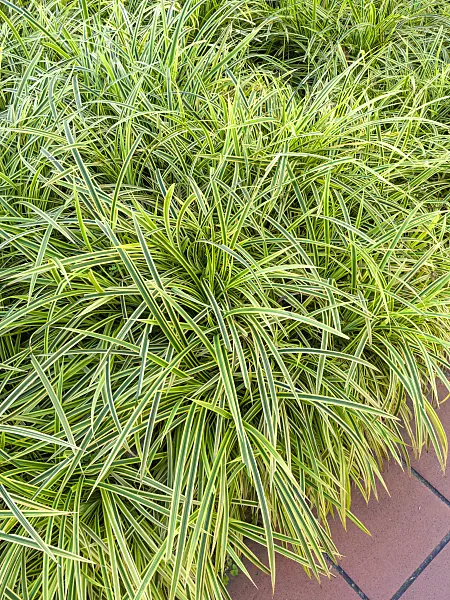 434103 - Screw pine (Pandanus pygmaeus)