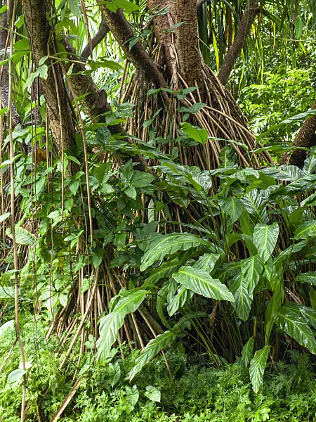 434033 - Screw pine (Pandanus) with many long aerial roots