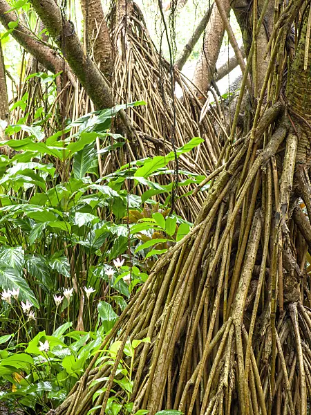 434036 - Screw pine (Pandanus) with many long aerial roots