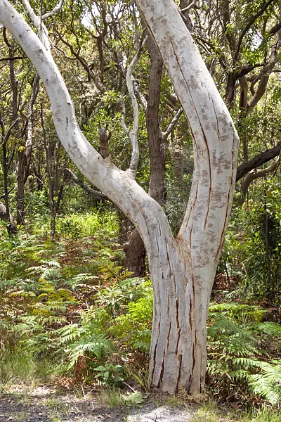454236 - Scribbly gum (Eucalyptus haemastoma) with tunnels made by the larvae of the Scribbly Gum Moth