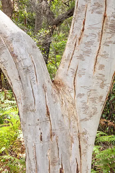 454237 - Scribbly gum (Eucalyptus haemastoma) with tunnels made by the larvae of the Scribbly Gum Moth