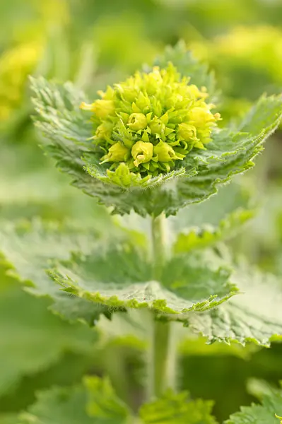 471062 - Scrophulaire printanière (Scrophularia vernalis)