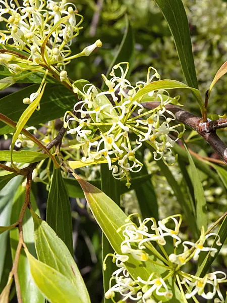 461137 - Scrub beefwood (Stenocarpus salignus)