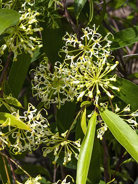 461138 - Scrub beefwood (Stenocarpus salignus)