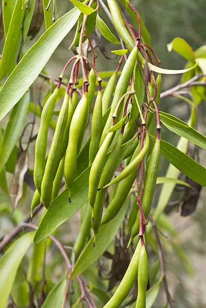 549168 - Scrub beefwood (Stenocarpus salignus)
