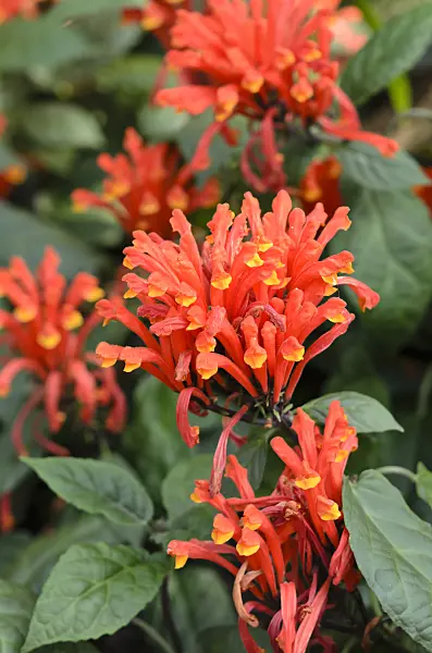 522015 - Scutéllaire du Costa Rica (Scutellaria costaricana)