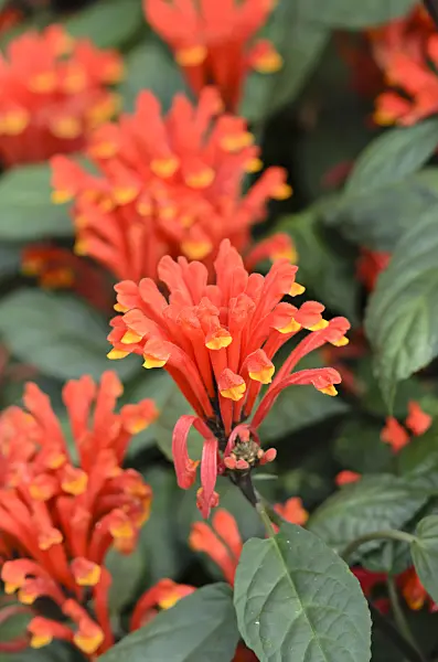 522016 - Scutéllaire du Costa Rica (Scutellaria costaricana)
