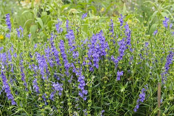 474188 - Scutéllaire du lac Baïcal (Scutellaria baicalensis)