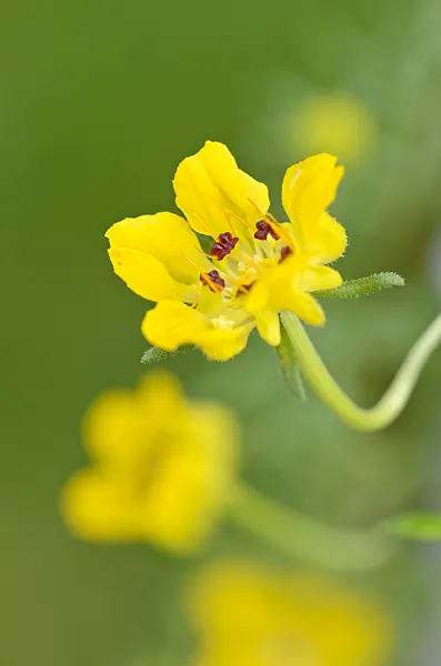 534484 - Scyphanthus elegans