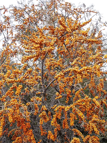 478063 - Sea buckthorn (Hippophae rhamnoides)
