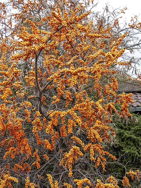 478068 - Sea buckthorn (Hippophae rhamnoides)
